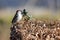 A small brown, grey and red colored feathered house sparrow standing on a vibrant brown hedge. The background is a faded