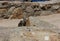 Small brown ground squirrel looks around from a perch on a rock, Lovers Point, Pacific Grove CA.