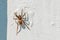 Small brown hairy spider lurks on a white wall for prey