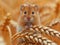 A small brown hamster is sitting in a wheat field