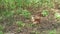 Small brown hen standing on dry grass near forest