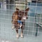 Small brown homeless shelter dog in cage at the pound waiting for adoption