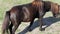 Small Brown Horse Looking Wild Goes And Grazes Grass on a Lawn in Slo-Mo