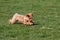 Small brown Irish Soft-Coated Wheaten Terrier in a lush green field