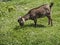 Small brown Italian goat, grazing. Palmaria island, off the Gulf of Poets.