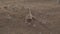 Small brown lizard on the desert sand among small stones