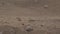 Small brown lizard on the desert sand among small stones