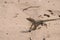 Small Brown Lizard Sitting on a White Sand Beach