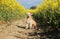 A small brown mixed dog is sitting in a track in the rape seed field