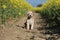 A small brown mixed dog is sitting in a track in the rape seed field