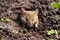 A small brown mouse climbs out of a burrow