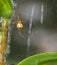Small Brown Orb Weaver Spider