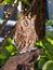 Small Brown Owl