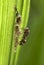 Small brown paper wasp building larvae cells