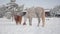 Small brown pony and big white dappled horse spend time outdoors at a winter ranch. Horse trying to eat red rubber ball