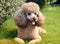 A small brown Poodle stands on the grass with its tongue out