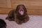 A small brown puppy yawns