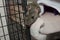 A small brown rat peeks out from his open cage at the animal shelter