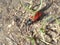 Small brown red bug beetle in the grass