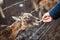 A small brown roe deer cub on a farm behind a gray fence eats carrots from child\'s hand in Latvia