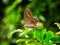 Small brown satyr butterfly 2