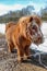 Small brown Shetland Pony in a snowy paddock. Thickly wrapped horse with warm fluffy fur in the snow paddock in the middle of