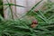 A small brown snail is crawling on wet grass with dew drops. Morning freshness. Wild nature. Farmer breeding of edible snails