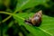 Small brown snail sitting on a green leaf in Amazon jungle Ecuador