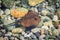 Small brown stingray swims in shallow water in clear sea salt water