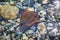 Small brown stingray swims in shallow water in clear sea salt water in summer