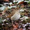 Small Brown Thrush