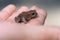 Small brown toad resting in a childs hand..