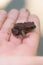 Small brown toad resting in a childs hand..