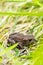 Small brown toad resting in grass..