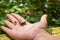 A small brown toad sitting on the open palm of a child`s hand which is lying on a wooden yellow board