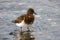 Small brown turnstone bird at Esquimalt Lagoon, Victoria, BC Canada