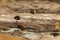 Small brown turnstone birds foraging on a rocky shore