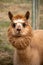 A small brown and white alpaca staring into the camera