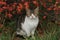 A small brown and white cat in autumn colorful in the foliage. Fluffy friend in red leaves
