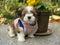 Small brown and white color Shihtzu puppy in pink shirt sitting