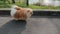 Small brown and white dog on a leash