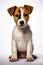 Small brown and white Jack Rassel Teriere puppy sitting on top of white background