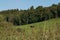 Small brown wooden barn on a green meadow in a cozy countryside on a sunny day