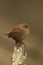 Small brown wren perched atop a wooden post with a blurred background