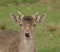 Small buck antelope.