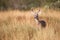 Small buck looking ahead