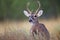 Small buck looking behind him