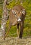 A small buck White Tailed Deer at Cades Cove.