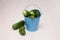 A small bucket of blue color with ugly vegetables. Ugly cucumbers.