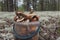 Small bucket with mushrooms. Siberia, Russia